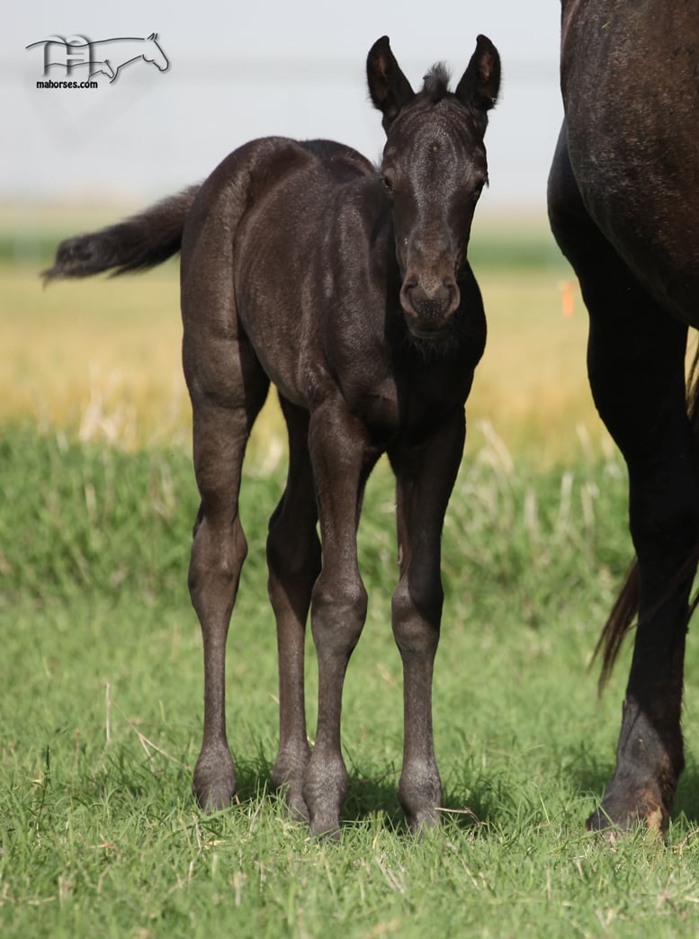 Blue Whip Topping MA's 2025 Filly